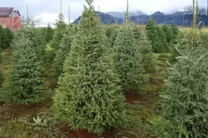Image of Alberta White Spruce (Picea Glauca var. albertiana 'Conica') tree