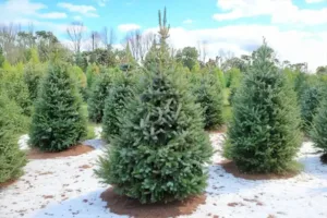 Image of Serbian Spruce (Picea Omorika) tree