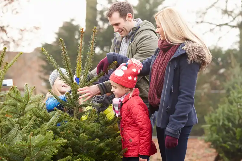 buying tree at Christmas